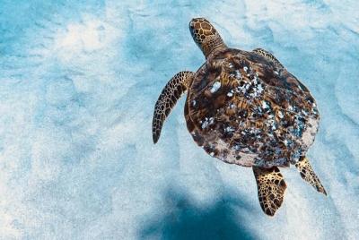 Snorkeling and Sea Turtle Watching in the West Coast of Oahu 