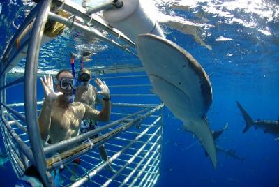 Shark Cage Diving In Oahu