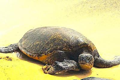 Oahu Highlights, Turtles & North Shore - Small Group Circle Islan Oahu Highlights, Turtles & North Shore - Small Group Circle Islan