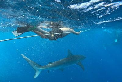 Swim with Sharks (cage-free)