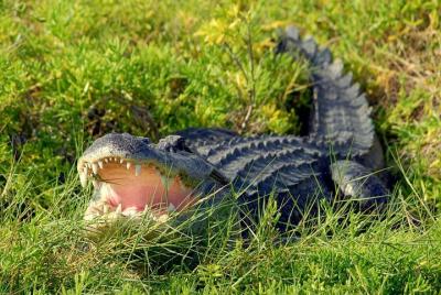 Wild Florida Adventure Package Tour with Transportation Wild Florida Adventure Package Tour with Transportation