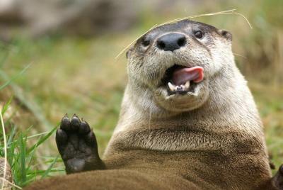 Skip the Line: Central Florida Zoo and Botanical Gardens Ticket Skip the Line: Central Florida Zoo and Botanical Gardens Ticket