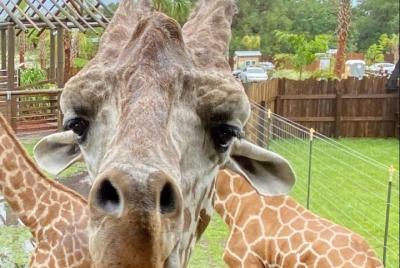Wild Florida Drive-Thru Safari Park Admission Wild Florida Drive-Thru Safari Park Admission