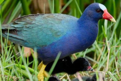 Central Florida Half-Day Private Birding Tour Central Florida Half-Day Private Birding Tour