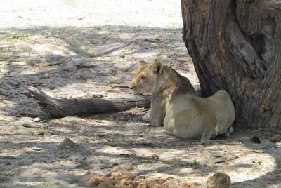 Jam Packed African Experience: Victoria Falls, Livingstone and Chobe Park Jam Packed African Experience: Victoria Falls, Livingstone and Chobe Park