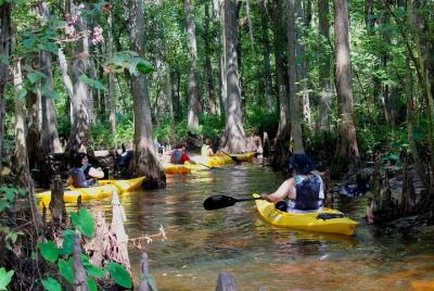 2-Hour Cypress Forest Guided Kayak Tour 2-Hour Cypress Forest Guided Kayak Tour