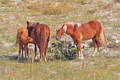 2-hour Outer Banks Wild Horse Tour by 4WD