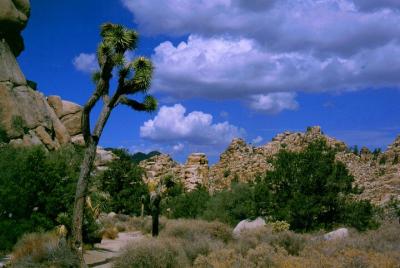 Joshua Tree National Park Tour with GPS Virtual Guide