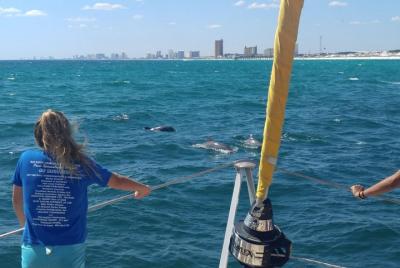 Panama City Beach Dolphin Sightseeing Sail on The Privateer Catam Panama City Beach Dolphin Sightseeing Sail on The Privateer Catam