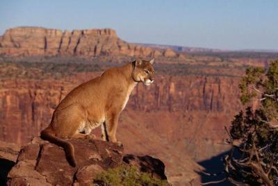 Custom Private Arizona Wildlife Adventure Custom Private Arizona Wildlife Adventure
