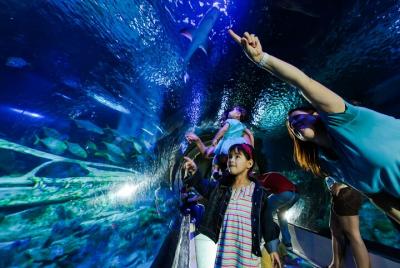 SEA LIFE Aquarium Arizona Admission Ticket SEA LIFE Aquarium Arizona Admission Ticket
