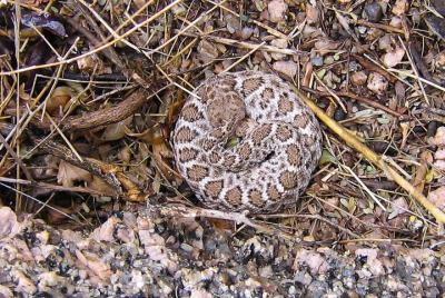 Half-Day Private Reptile Hunting in The Sonoran Desert Half-Day Private Reptile Hunting in The Sonoran Desert