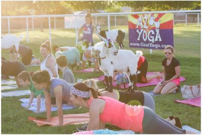 Goat Yoga Adventure from Arizona Goat Yoga Adventure from Arizona