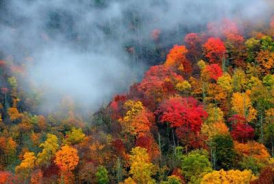 Smoky Mountain Trees of Many Colors Tour from Pigeon Forge