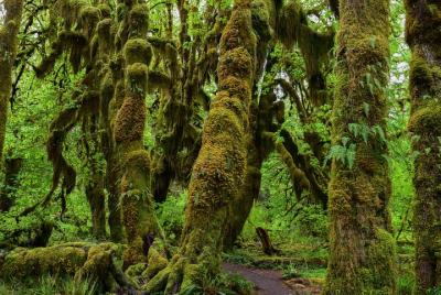 Hoh Rain Forest and Rialto Beach Guided Tour in Olympic National  Hoh Rain Forest and Rialto Beach Guided Tour in Olympic National