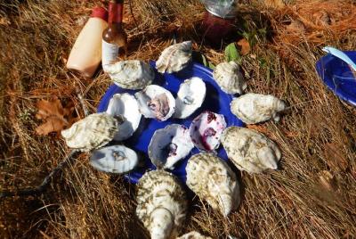 Oyster Farm & Tasting Sea Kayak Tour in Casco Bay Oyster Farm & Tasting Sea Kayak Tour in Casco Bay