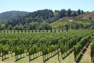 6 Hour Wine Tasting Tours Napa Valley Mercedes-Benz Sprinter Pass 6 Hour Wine Tasting Tours Napa Valley Mercedes-Benz Sprinter Pass