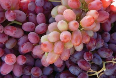 6 Hour Private Wine Sonoma Tours Mercedes-Benz Sprinter Passenge  6 Hour Private Wine Sonoma Tours Mercedes-Benz Sprinter Passenge