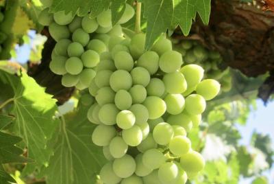 8 Hour Napa Valley Wine Tour  8 Hour Napa Valley Wine Tour