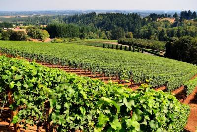 9-Hour Napa Valley Wine Tasting Tour in Mercedes-Benz Van 9-Hour Napa Valley Wine Tasting Tour in Mercedes-Benz Van