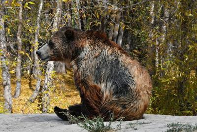5-Day Summer Yellowstone National Park Hot Springs Essence Tour 5-Day Summer Yellowstone National Park Hot Springs Essence Tour