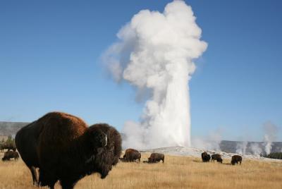 4 Days Summer Yellowstone National Park Hot Springs Essence Tour 4 Days Summer Yellowstone National Park Hot Springs Essence Tour