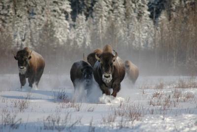 5 Day Yellowstone and Grand Teton Winter Tour - Private Small Group Tour