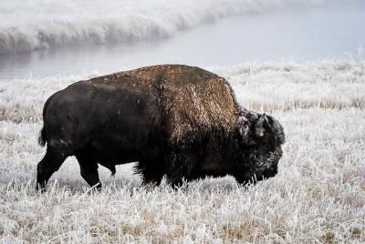 9 Day Winter Yellowstone, Grand Teton & Mighty 5 National Park Private Explorer