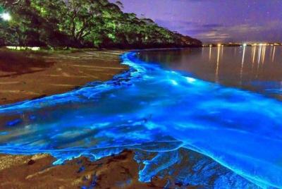 Luminous Lagoon(Glistening Waters) Private Tour