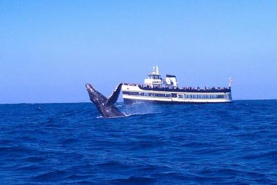 San Diego Whale Watching Cruise  San Diego Whale Watching Cruise
