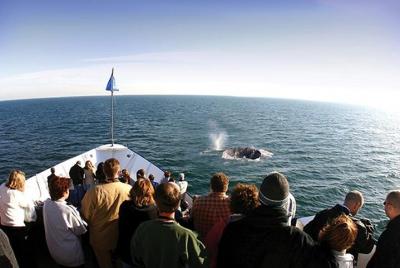 San Diego Winter Whale Watching Expedition Cruise San Diego Winter Whale Watching Expedition Cruise