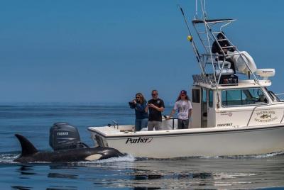 Private Family Whale & Dolphin Adventure Private Family Whale & Dolphin Adventure