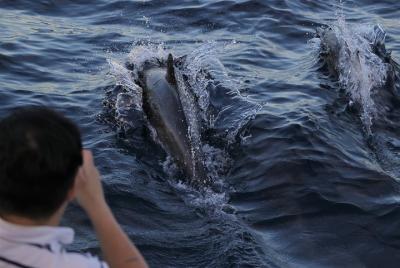 Dolphin & Whale Watching Sunset Cruise Dolphin & Whale Watching Sunset Cruise