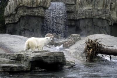 San Diego Zoo Hunt: Roar with Rex Adventure at the San Diego Zoo