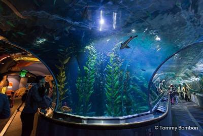 Nature Lover Nature Lover's Experience: Muir Woods Tour with Aquarium Visit