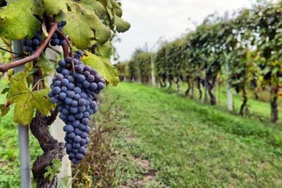Small Group Half Day Sonoma Wine Country Tour Small Group Half Day Sonoma Wine Country Tour
