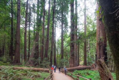 Muir Woods and Sausalito Tour plus Bay Cruise Muir Woods and Sausalito Tour plus Bay Cruise