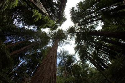 Combo Tour: Small Group Muir Wood, Sausalito and Wine Country Tour Combo Tour: Small Group Muir Wood, Sausalito and Wine Country Tour