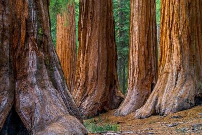 Small Group Redwoods and Wine Country Trip Including Wine Tasting and Cave Tour Small Group Redwoods and Wine Country Trip Including Wine Tasting and Cave Tour
