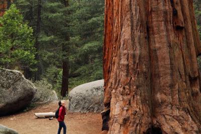 Giant Redwoods Tour Including a 4-Course Winery Lunch Giant Redwoods Tour Including a 4-Course Winery Lunch