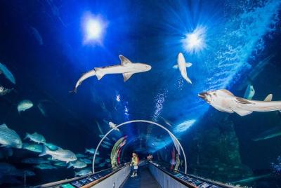 Aquarium of the Bay General Admission Ticket Aquarium of the Bay General Admission Ticket