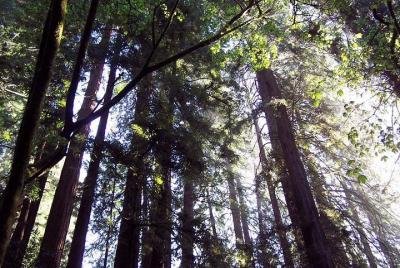 Nature Wildlife Package to California Nature Wildlife Package to California's Redwoods with Aquarium and Zoo Visit