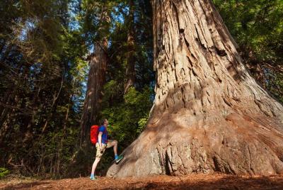 Yosemite National Park & Giant Sequoias 2-Day Semi-guided Tour (no accom) Yosemite National Park & Giant Sequoias 2-Day Semi-guided Tour (no accom)