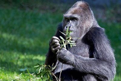 Muir Woods Tour with San Francisco Zoo Admission