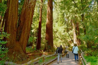Lonely Planet Experiences: Private Excursion to Muir Woods and Sausalito
