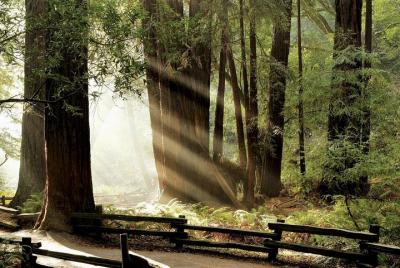 Custom Muir Woods and Napa Wine Tour From San Francisco Custom Muir Woods and Napa Wine Tour From San Francisco