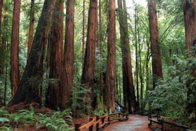 Muir Woods Express By Deluxe Comfort Van Muir Woods Express By Deluxe Comfort Van