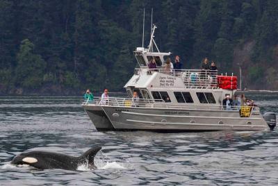 Orcas Island Whale Watching Orcas Island Whale Watching