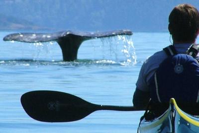 3-Hour Sea Kayak Tour in the San Juan Islands 3-Hour Sea Kayak Tour in the San Juan Islands
