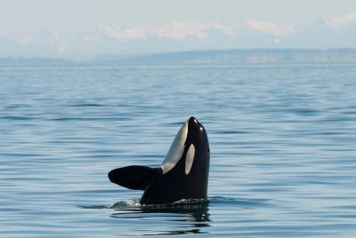 San Juan Island Whale and Wildlife Tours San Juan Island Whale and Wildlife Tours
